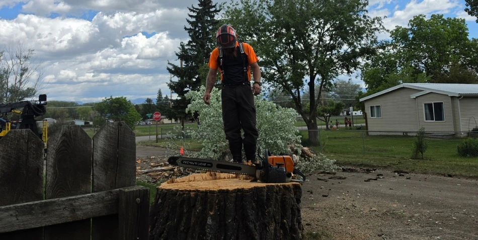 stump grinding