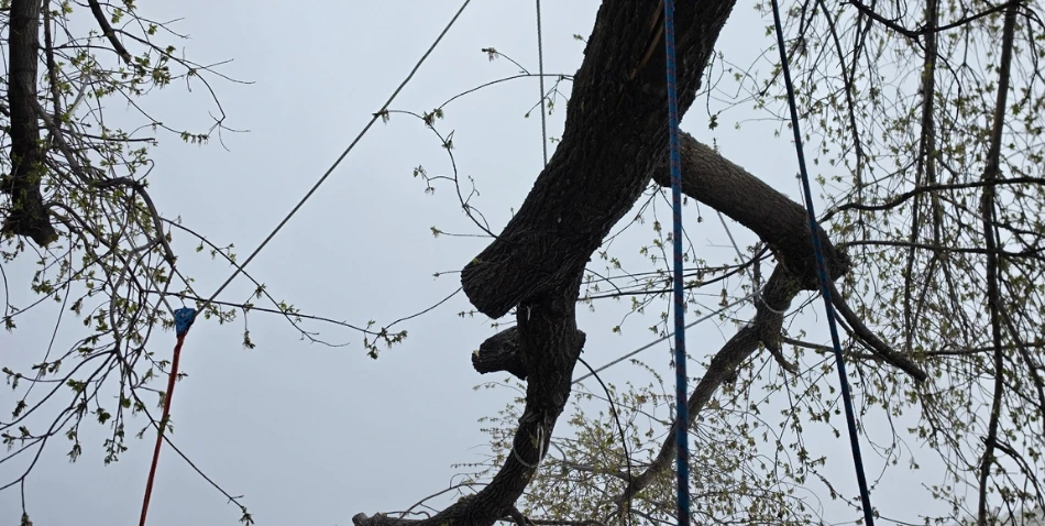tree cabling